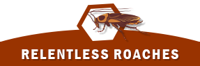 roaches