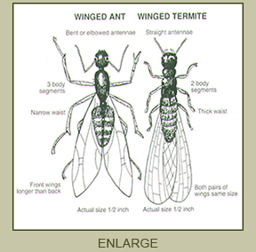 ant and termite comparison
